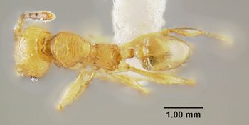 Media type: image;   Entomology 300266 Aspect: habitus dorsal view